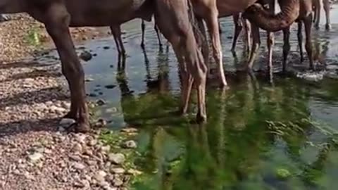 Camel feeding milk to baby #camels #baby #animals #pet #pani #shorts #ytshorts #viralshorts #explore