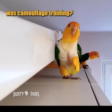 🦜 camouflage training 🎥: _lala_dobby_ (IG)