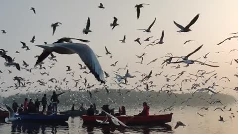 birds flying freely without restrictions amazing view..