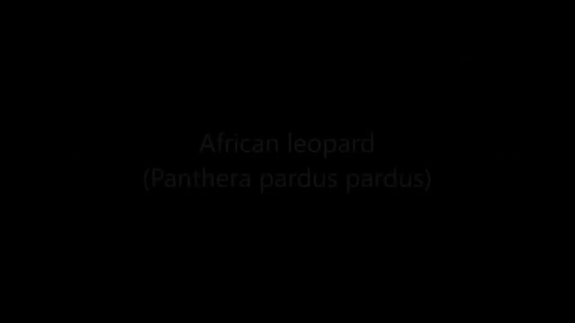All Leopard (Panthera pardus) - (Sub)Species - Species List_Cut.mp4