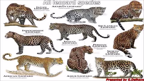 All Leopard (Panthera pardus) - (Sub)Species - Species List_Cut.mp4