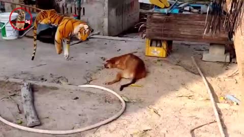 Troll Prank Dog&Lion Funny Video 🤣🤣🤣