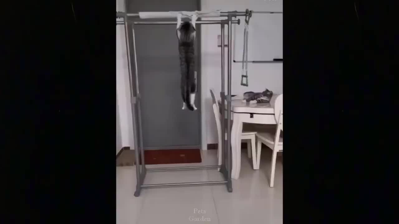 Omg So Cute Cats Best Funny Cat Videos 2022 |cute cats and kittens |cute cats