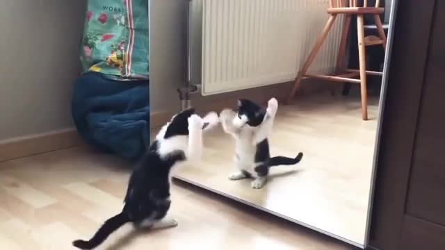 Funny Cat And mirror Video|Funny videо