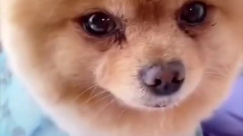 Super Funny dog video