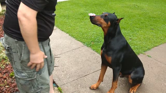 Doberman balancea un fidget spiner sobre su hocico