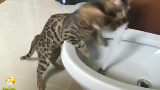 Very funny cats - the strongest funny clips of cats Watch your laughter 🤣🤣 # 3