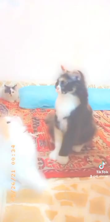 Cute Persian Cats Videos 2022