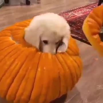 Cute little dog pop out from pumpkin.