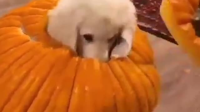 Cute little dog pop out from pumpkin.