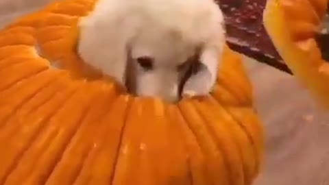 Cute little dog pop out from pumpkin.