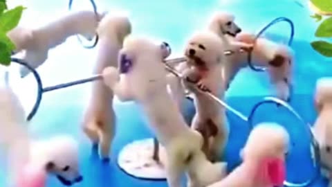 Funny Pet Animal Playing Life