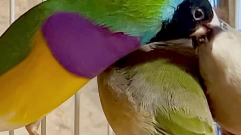 gouldian finches #birds #bird #nature