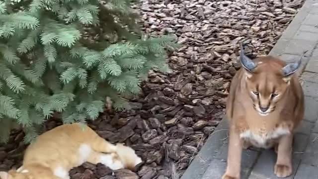 Pumacat Attack reaction