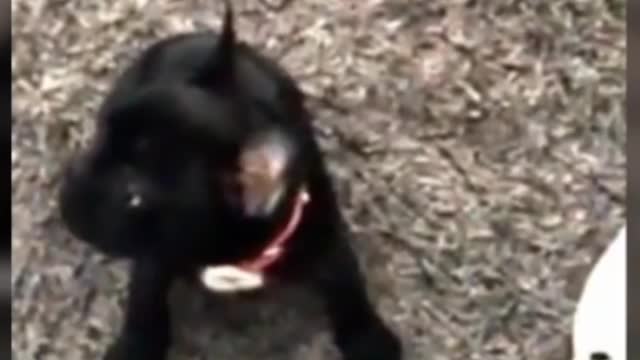 VIEW "| FUNNY CUTE PUPPY BARKING | CUTE PUPPY | CUTE DOG | FUNNY DOG | #SHORTS"