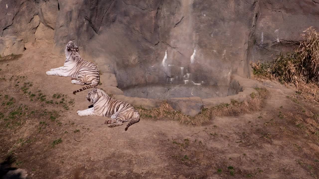 Two white tigers laying in zoo