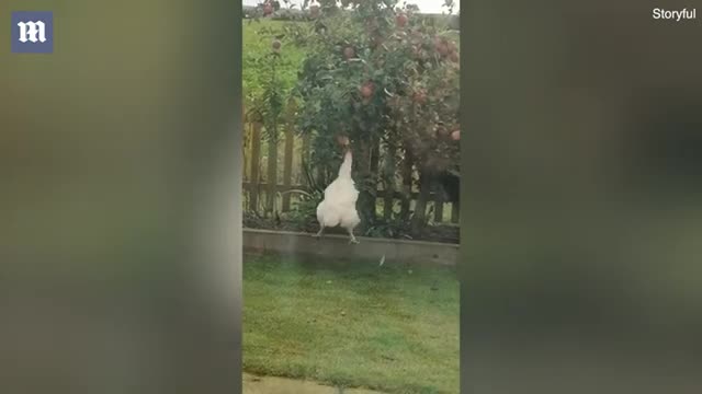 Cheeky chicken Bertha jumps for apples in owner's garden