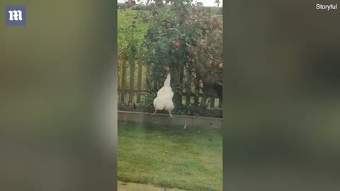 Cheeky chicken Bertha jumps for apples in owner's garden