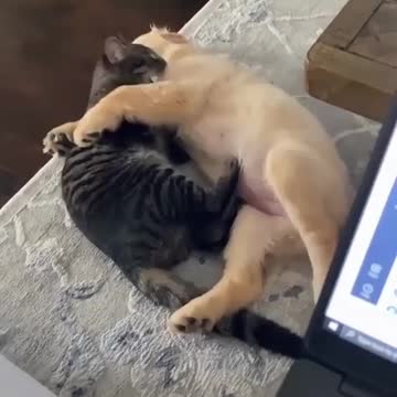 Bestfriends since day 1...wait til the end 🥺⁣