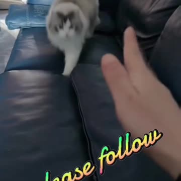 Fanny cat videos | kitty cat video | Cute cat videos | Pet Animal video | Kittycat |