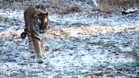 A Tiger at close range