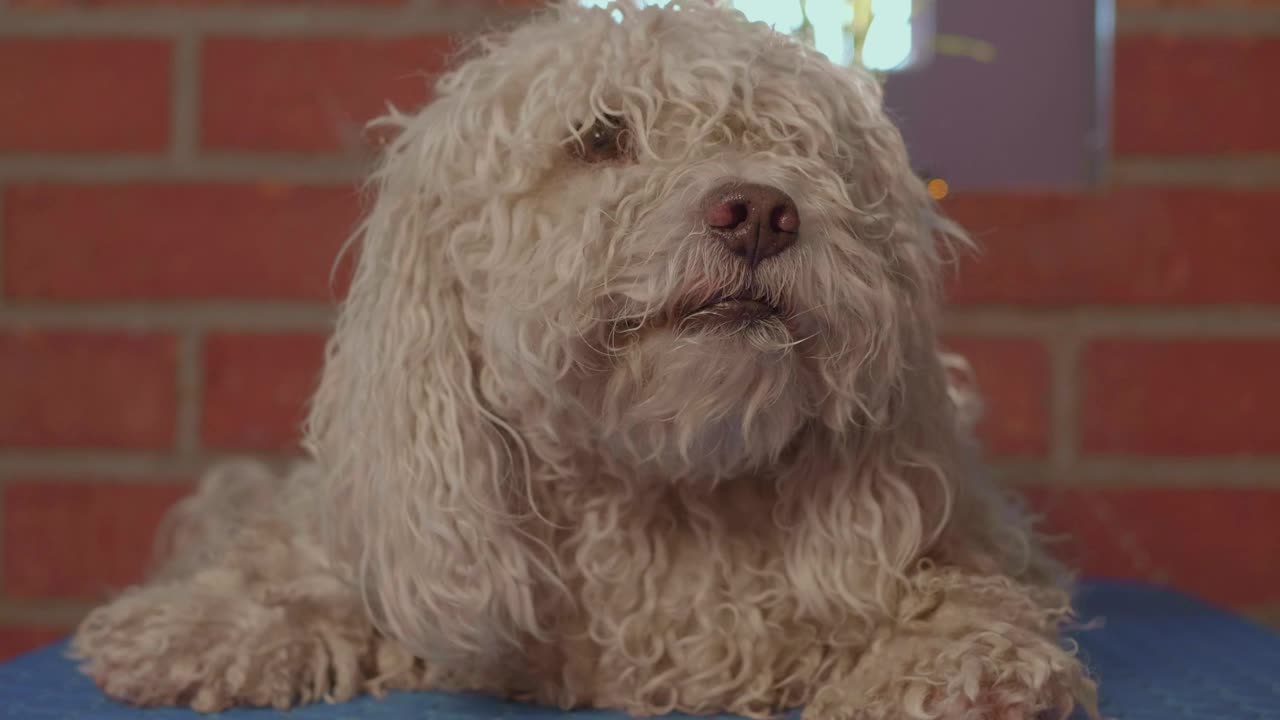 A dog waiting for a haircut