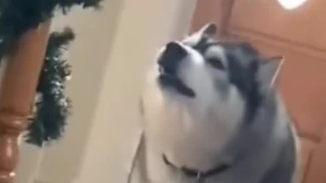 singing husky