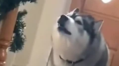 singing husky