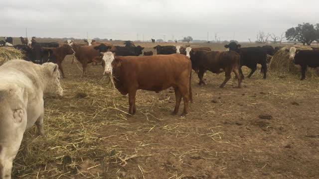 186-Black and crossbred pair/ bred.