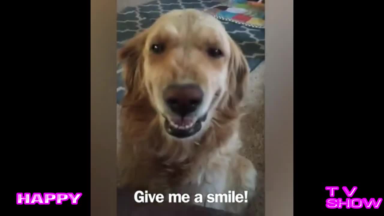 top 10 Cute SMILING Dogs | Funny Pets Video Compilation