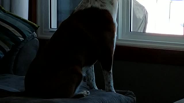 Pup's Pretty Voice Amplifies Tornado Siren