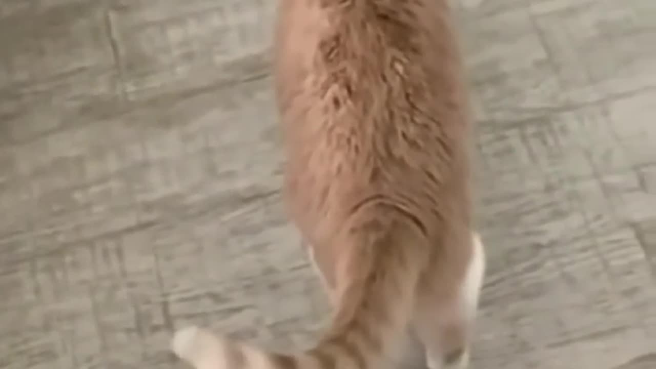 Funny animal video 🤣