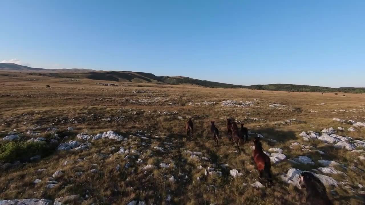 Aerial fpv drone shot of a herd of wild horses running on a green spring field at the sunset