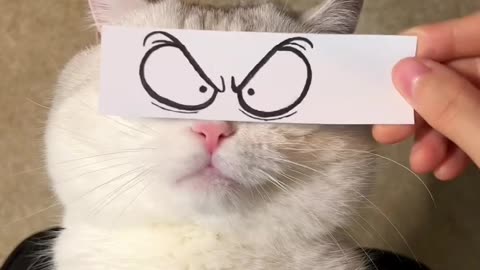 Funny cat reaction video best combination of th world