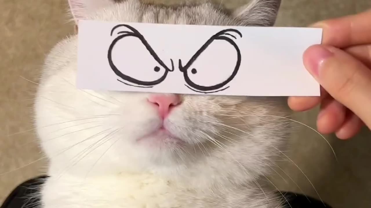 Funny cat reaction video best combination of th world