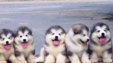 Cute and Funny Dog Videos | Aww Animals