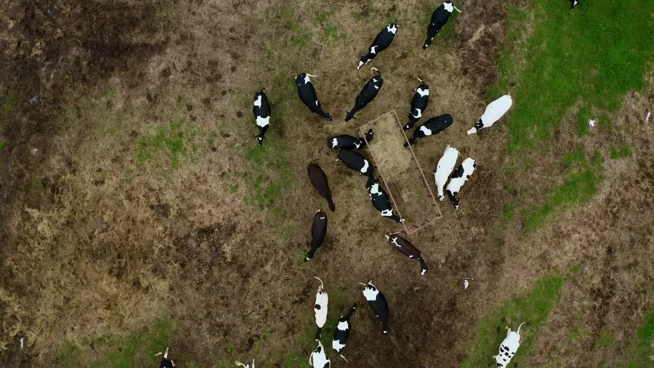 Taken from a drone a large herd of cows in a paddock