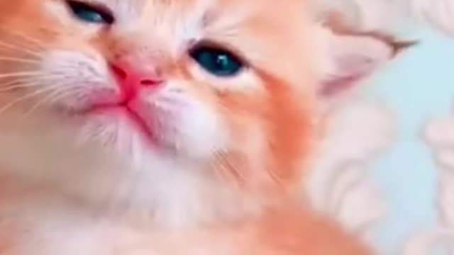 Cutest Kitten Trying to Sleep..So Adorable (watch till end)