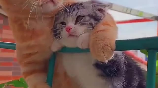 Funniest Animals - Best Of The 2021 Funny Animal Videos