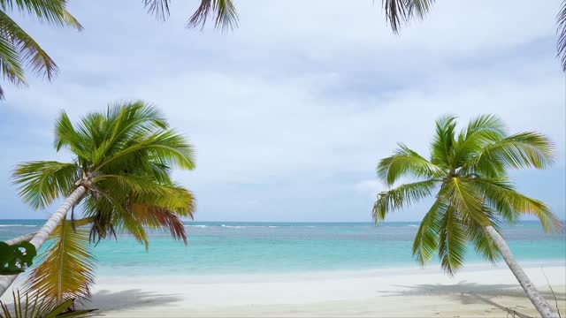 beautiful coast coconut trees