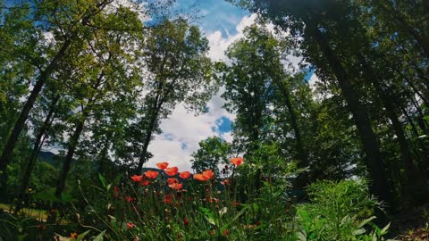 the sky over the garden