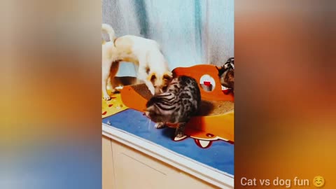 Funniest Cat Videos