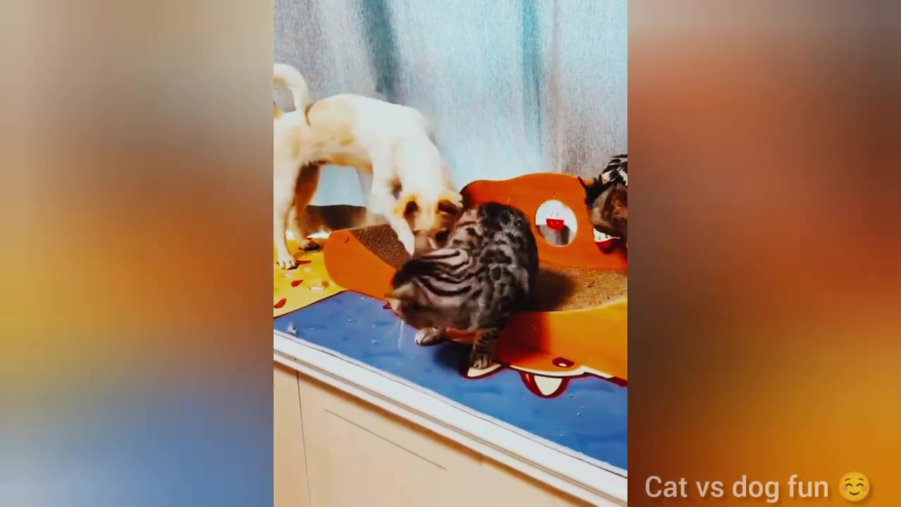 Funniest Cat Videos