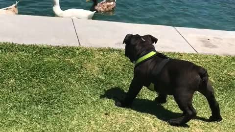 This dog run for jump in water!