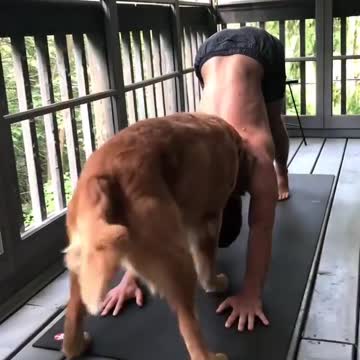 No no human puppies tray omg