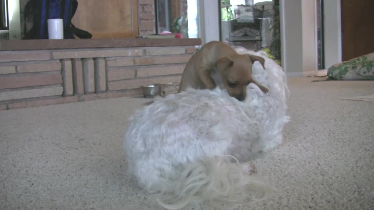 Dogs:let me eat bone ,Chihuahua