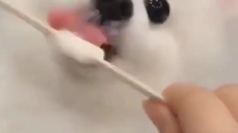 Funniest dogs - funny dogs and cats funny animals compilations