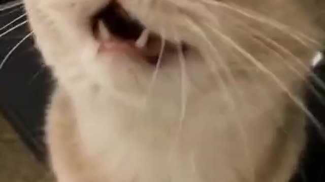 ADORABLE CAT TALKING ASKING FOR SOMETHING
