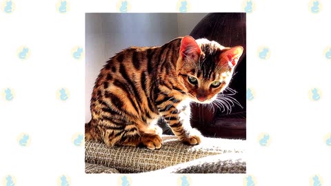 Bengal Cat VS. Toyger Cat
