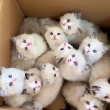 Funny kittens #animals #kittens #cats #cat